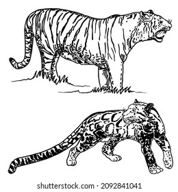 Set of realistic tiger and Clouded leopard in different poses and movement roaring. Animals of Asia, predatory mammals growling. Chinese lunar New Year 2022 symbol. Vector.