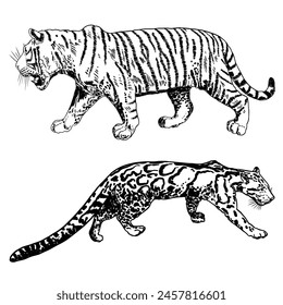 Set of realistic tiger and Clouded leopard in different poses and movement roaring. Animals of Asia, predatory mammals growling. Chinese lunar New Year 2022 symbol. Vector.