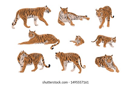 Set of realistic tiger and cubs in different poses. The tiger stands, lies, goes, hunts. Animals of Asia. Panthera tigris. Big cats. Predatory mammals. 