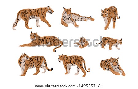 Set of realistic tiger and cubs in different poses. The tiger stands, lies, goes, hunts. Animals of Asia. Panthera tigris. Big cats. Predatory mammals. 