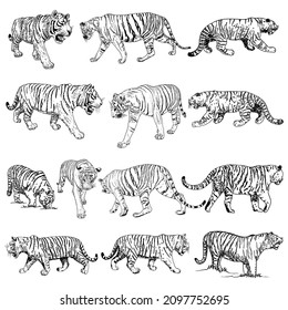 Set of realistic tigers in different poses and movement roaring. Animals of Asia, predatory mammals growling. Chinese lunar New Year 2022 symbol. Vector.