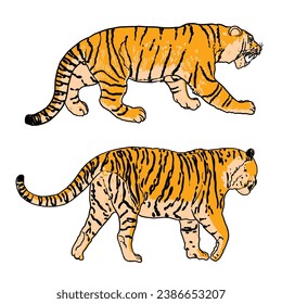 Set of realistic tigers in different poses and movement roaring. Animals of Asia, predatory mammals growling. Chinese lunar New Year 2022 symbol. Vector.