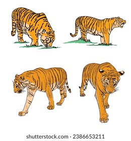 Set of realistic tigers in different poses and movement roaring. Animals of Asia, predatory mammals growling. Chinese lunar New Year 2022 symbol. Vector.