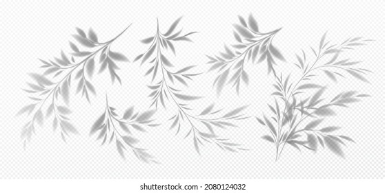 Set Realistic transparent shadow bamboo branch and leaves isolated transparent background  Vector illustration EPS10