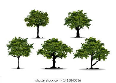 Set of realistic trees in white background. Nutural design in EPS10 vector illustration.