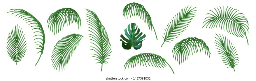 Set of realistic tropical palm leaves. Vector 3d Palms branches