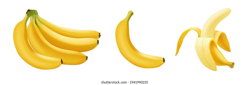 Set of realistic vector banana, branch of bananas, Half Peeled and single banana isolated on white