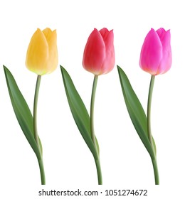 Set of Realistic vector beautiful tulip . Not trace. The blank for your design. Yellow, Pink, Red tulip flower on white background. Spring tulips. Blooming flower