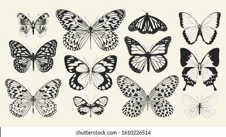 Набор реалистичных векторных бабочек. Коллекция винтажных элегантных иллюстраций бабочек. 10 eps. Элемент дизайна для вашего проекта.
