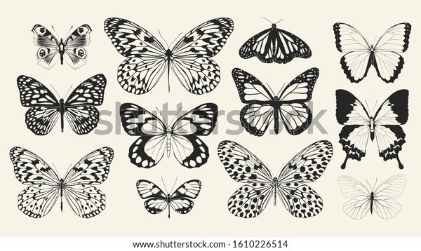 Set of realistic vector butterflies. Collection\
of vintage elegant illustrations of butterflies. 10 eps. Design\
element for your project.
