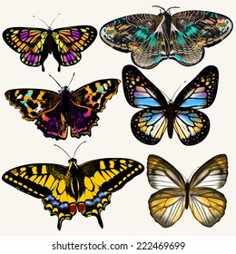 Set of realistic vector butterflies for design