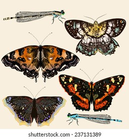 Set of realistic vector butterflies for design