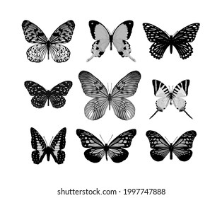 Set of realistic vector butterflies. Insect butterfly, winged magnificent animal, vector illustration