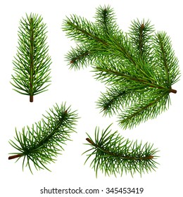 Set of realistic vector fir branches for decorating Christmas cards.