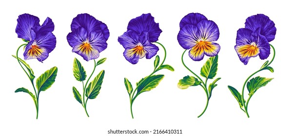 Set of realistic vector flowers of Pansies, Viola. Hand-drawn purple and yellow plants, with bright lettuce leaves, isolated on a white background. Easy to use, compose for your product and designs.