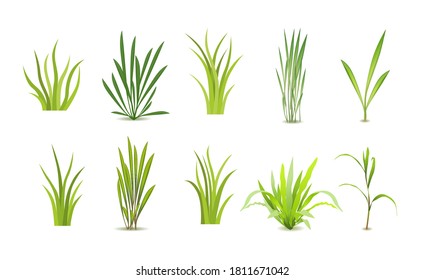 Set realistic vector grass. Bush of fresh grass of various shapes. Isolated element for design, nature landscape illustration.