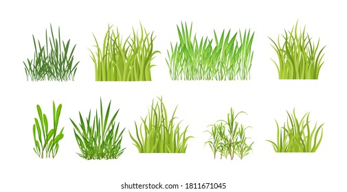 Set realistic vector grass. Bush of fresh grass of various shapes. Isolated element for design, nature landscape illustration.