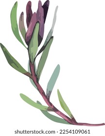 Set realistic vector illustration of leucadendron flowers. Tropical king flower leucadendron in bloom. Design for printing greeting card, invitation, fabric, wrapping paper.