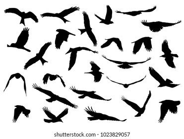 Set Of Realistic Vector Illustrations Of Silhouettes Of Flying Birds Of Prey Isolated On White Background