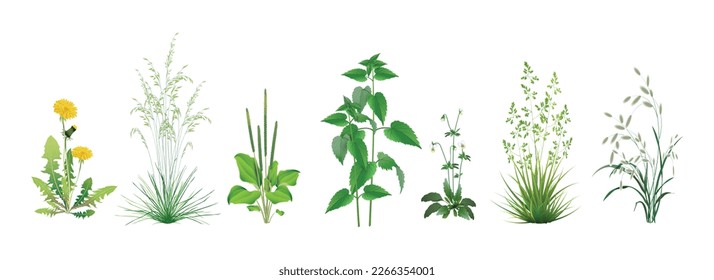 A set of realistic vector images of wild field, meadow, steppe (some medicinal) annuals and perennials, garden weeds - dandelion, plantain, nettle, fescue, viola and other cereal and foliar herbs.