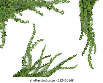 Set of realistic vector ivy plant isolated on white background. Floral design elements for decorate vintage card.