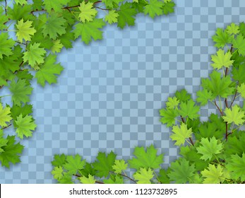 Set of realistic vector maple tree branches with green leaves. Element of natural design. Isolated on a transparent background.