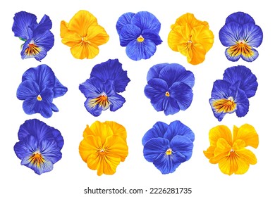 Set of realistic vector Pansies. Large inflorescences of yellow and blue plants isolated on white background. Clip art for design cards, textiles, clothes, prints and patterns.