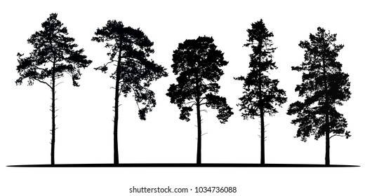 Set of realistic vector silhouettes of coniferous trees - isolated on white background