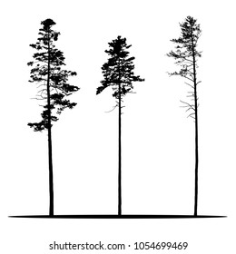 Set of realistic vector silhouettes of coniferous trees - isolated on white background