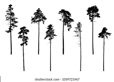 Set of realistic vector silhouettes of coniferous trees - isolated on white background