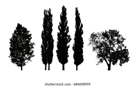 Set of realistic vector silhouettes of deciduous trees isolated on white background