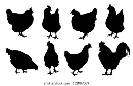 Set of realistic vector silhouettes of hens, chickens and cock isolated on white background