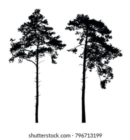 Set of realistic vector silhouettes of high coniferous trees isolated on white background