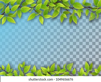 Set of realistic vector tree branches with green leaves. Element of natural design. Isolated on a transparent background.