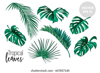 Set of realistic vector tropical leaves. Leaves of palm trees and plants for use in your designs, backgrounds and web pages. Decorative elements.