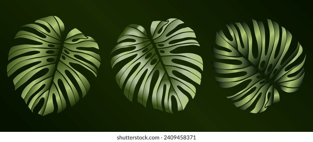 Conjunto de hojas vectorial vectorial volumétricas de monstera verde sobre un fondo oscuro. Elementos botánicos, hojas tropicales.