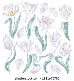Set of realistic vector white tulips. Highly detailed spring flowers, leaves and petals, for your design patterns for textiles, greeting and invitation cards, posters, social media banners