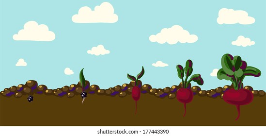 Set of realistic vegetables beets with green leaves isolated on white background, vector