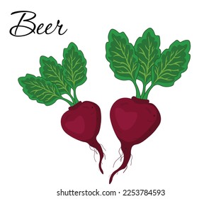 Set of realistic vegetables beets with green leaves isolated on white background, vector