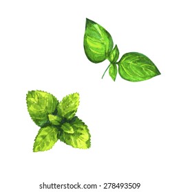 Set of realistic watercolor illustration herbs on white background vector