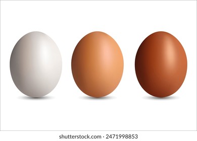 Set of realistic white, dark and light brown chicken eggs vector illustration on white background