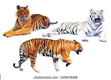 Set realistic white   orange bengal tigers