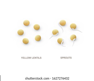Set of realistic yellow lentils and sprouts for healthy eating. 3d render. Vector illustration isolated on white background.
