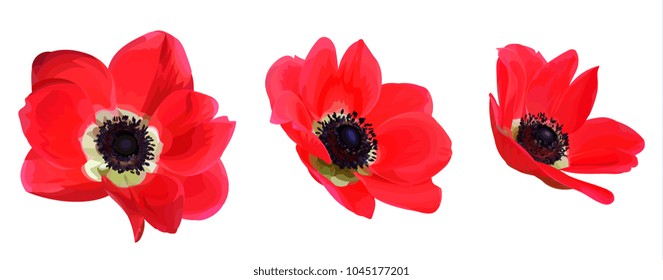 Set of red anemones
