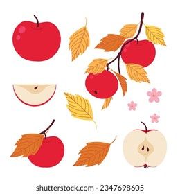 Satz roter Apfelfrüchte. Apfelzweig, Blatt, Blume und Apfelscheibe auf weißem Hintergrund. Vektorgrafik. 