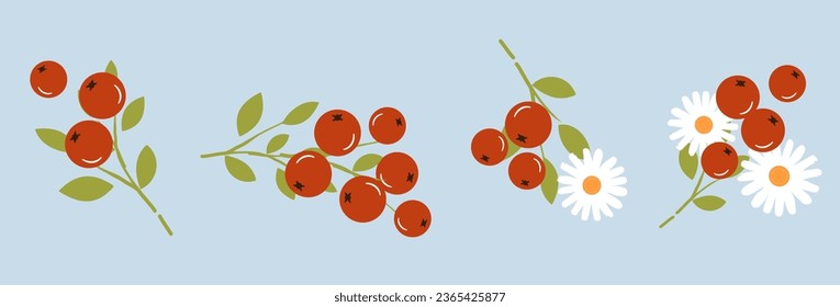 Set of red berry branch on blue background vector illustration.