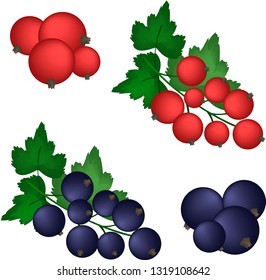 Set red and black currant berries on white background.