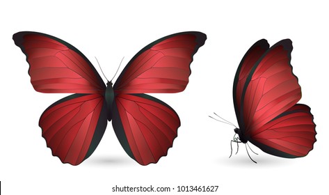 Set of red butterflies isolated on a white background. Realistic 3D illustration