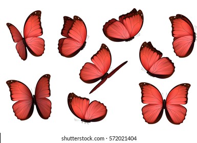 Set red butterfly  isolated butterflies  View Insects  Morpho amathonte Vector illustration 