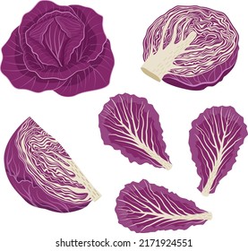 Set of red cabbage with leaves, cabbage halves, slices. Vector illustration in flat style isolated on white background.